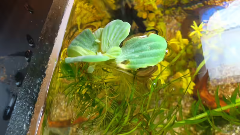 Muschelblume von Marina (26)