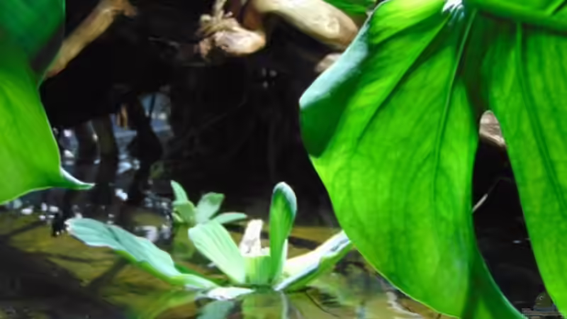 Muschelblume von Markaroni (28)