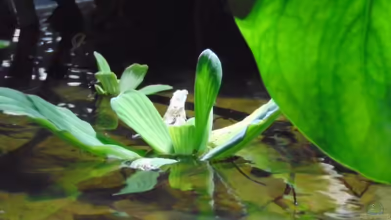 Muschelblume von Markaroni (29)