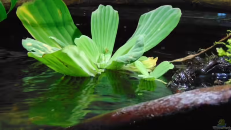 Muschelblume von Markaroni (31)