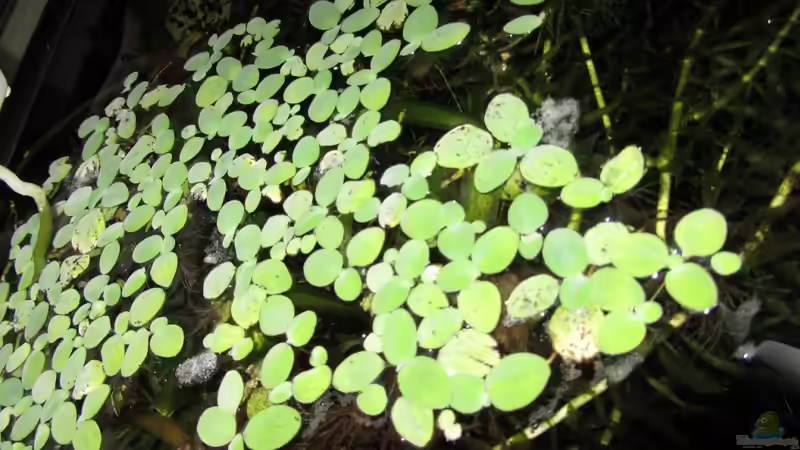 Muschelblume von Sabrina Plankensteiner (31)