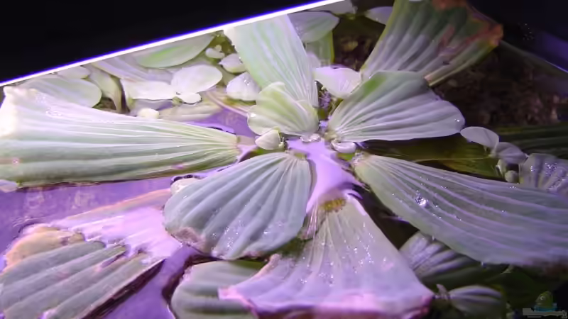 Muschelblume von Thomas Kuban (10)