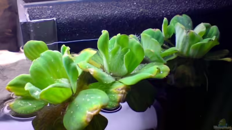 Muschelblume von timme (20)