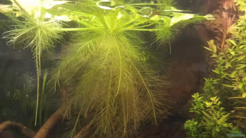 Muschelblume (von unten) von Michael Scheffler (19)