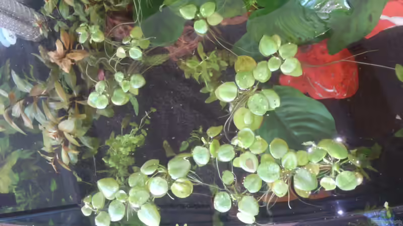 Muschelblume von Wall-E (19)