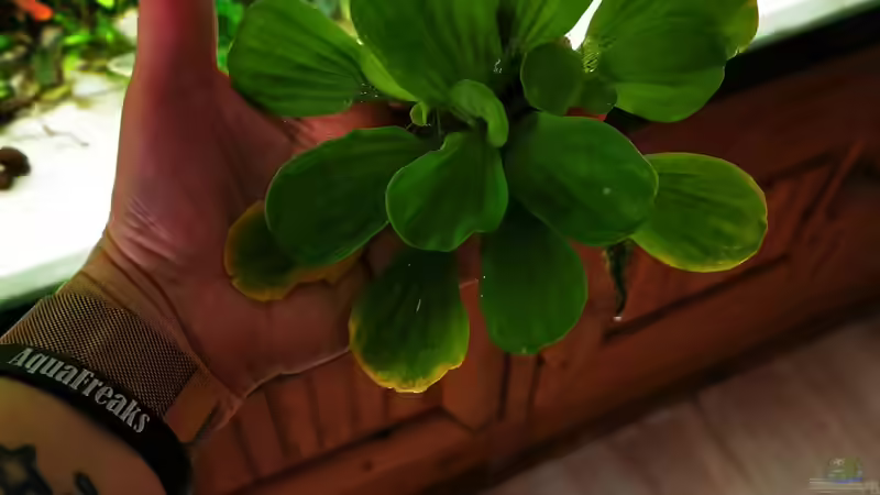 Muschelblumen  von Heike Fuchs (23)