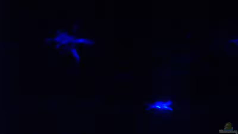 Muschelblumen angeleuchtet vom Mondscheinlicht von Tobias Ziemzek (17)