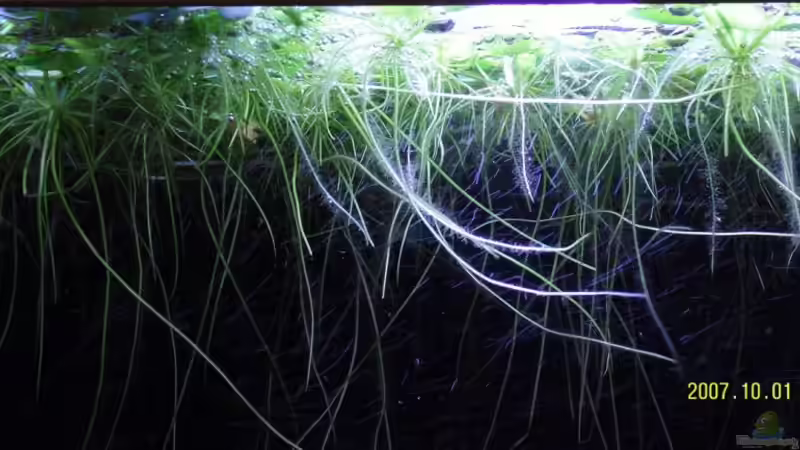 Muschelblumen bei Nacht sieht echt schick aus  von Sebastian Schüler (3)