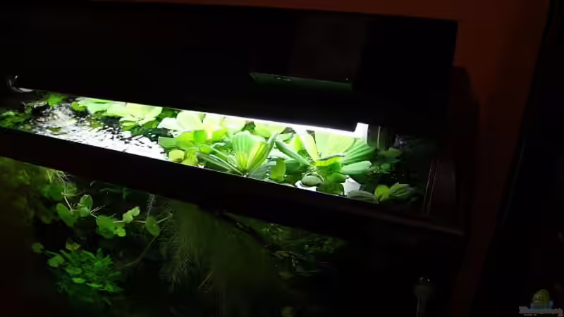 Muschelblumen lieben Flüssigdünger von Denise83 (7)