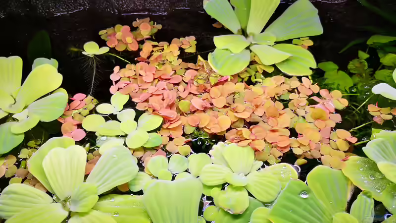 Muschelblumen und Wolfsmilch von Mark H. (19)