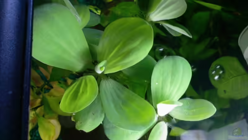 Muschelblumen von @corydoras (2)