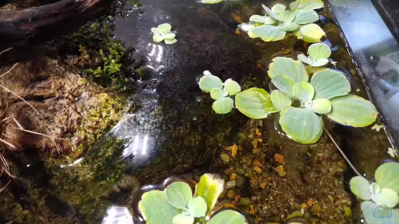 Muschelblumen von aquariumwelt (7)