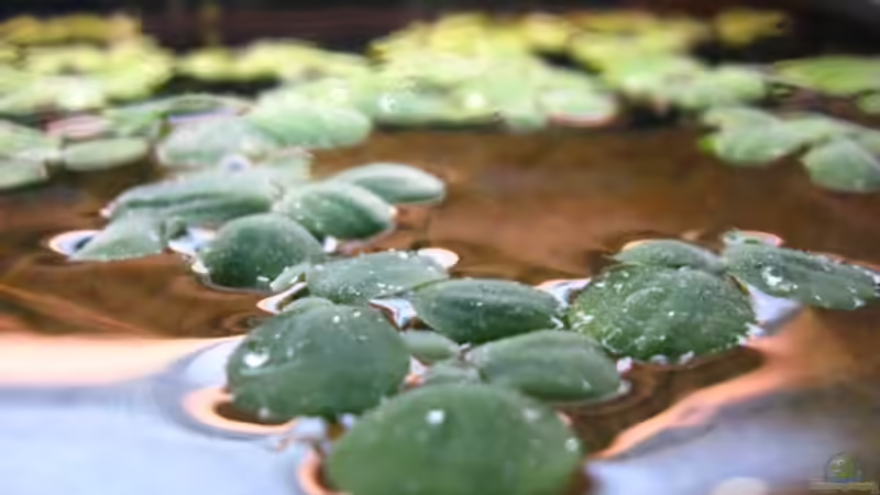 Muschelblumen von DanBri (3)