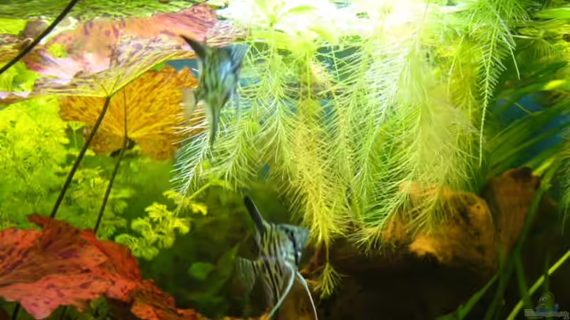 Muschelblumen von Kim (3)