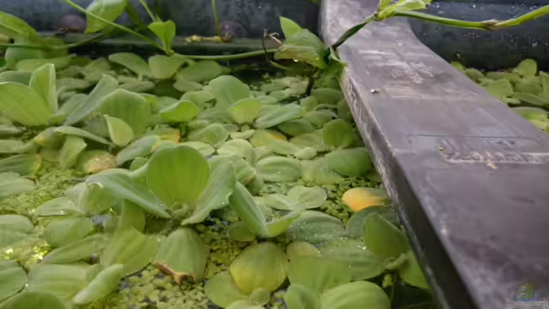 MUSCHELBLUMEN VON OBEN GESEHEN von Bazzi (25)