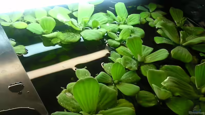 Muschelblumen von Pasch (3)