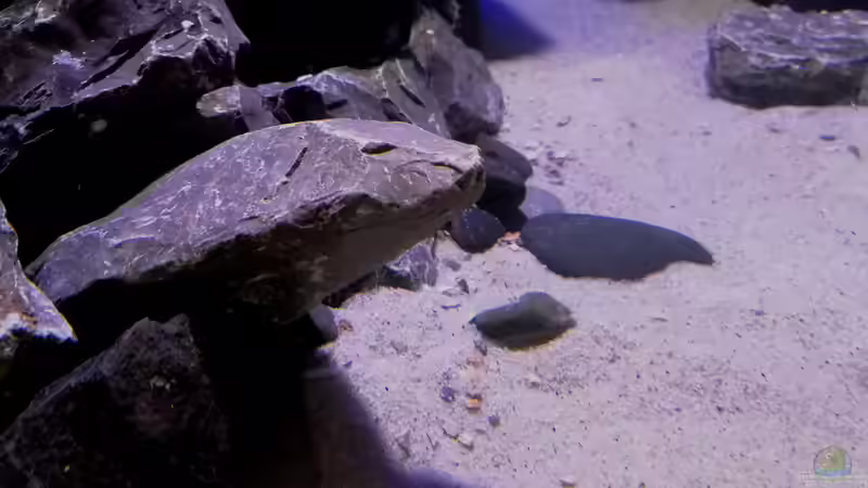 Muschelbruch von Nandokater (4)