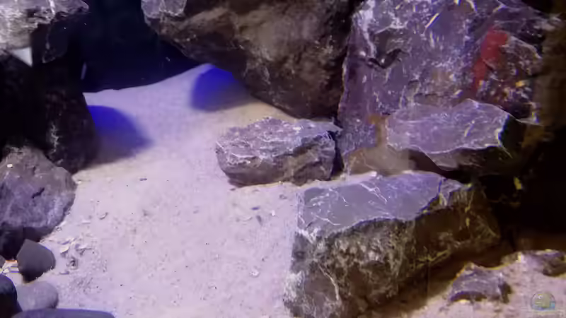 Muschelbruch von Nandokater (5)