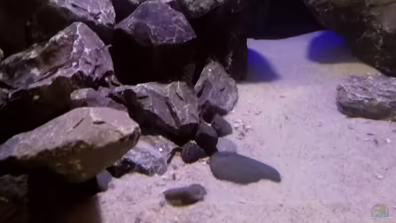 Muschelbruch von Nandokater (6)