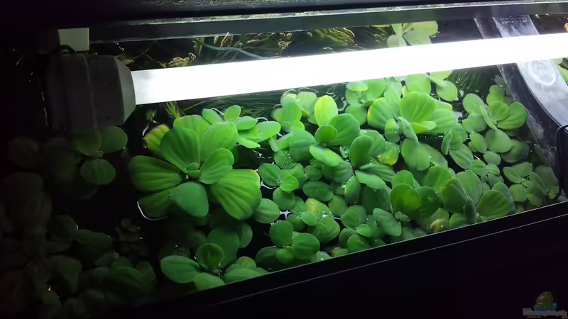 Muschelexplosion :) von NRW (28)