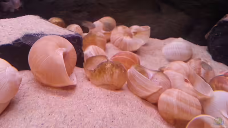 Muschelhaufen von Daniel Kastner (7)