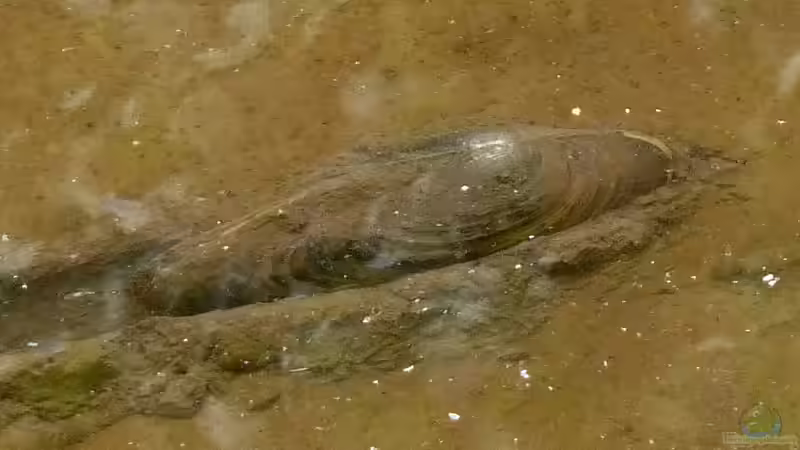 Muscheln als Teichfilter