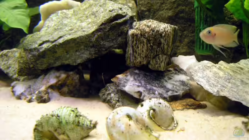 Muscheln für die Schneckenbuntbarsche von Felix Klett (5)