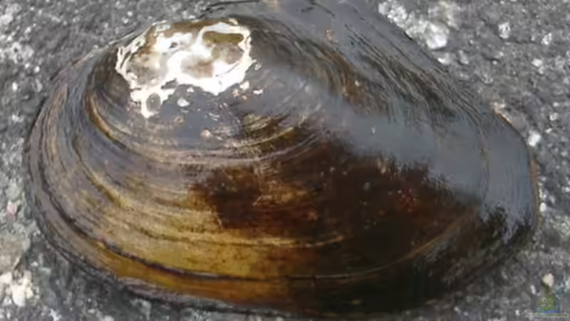 Muscheln im Gartenteich: Kleine Schätze für ein harmonisches Biotop