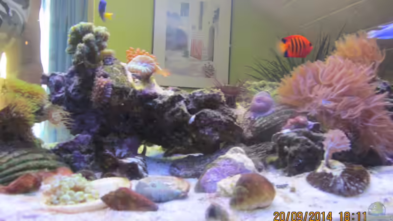 Muscheln,Steinkorallen von lippfisch (56)