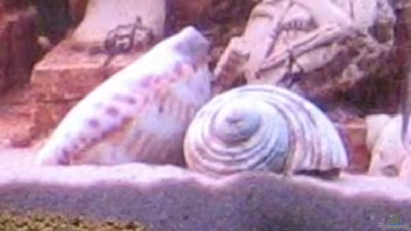 Muscheln und Sand von Gaspode (13)