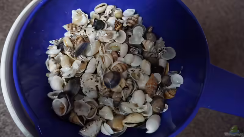 Muscheln und Schnecken von 5-25mm von andreas32 (23)