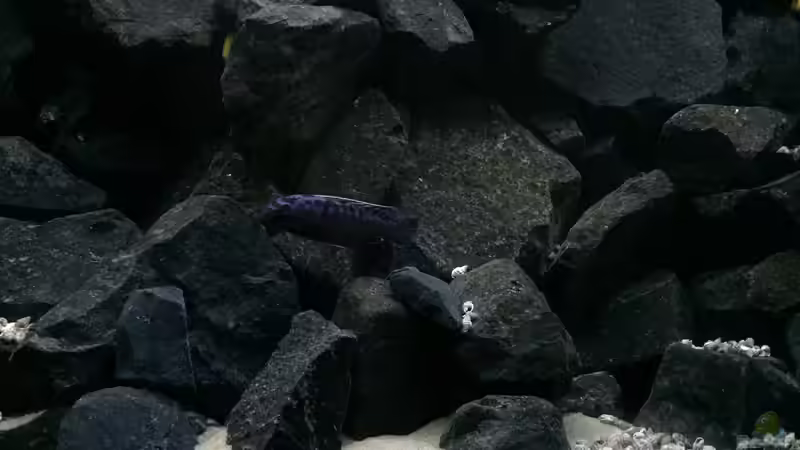 Muscheln und Schnecken von Philipp Böhme (28)