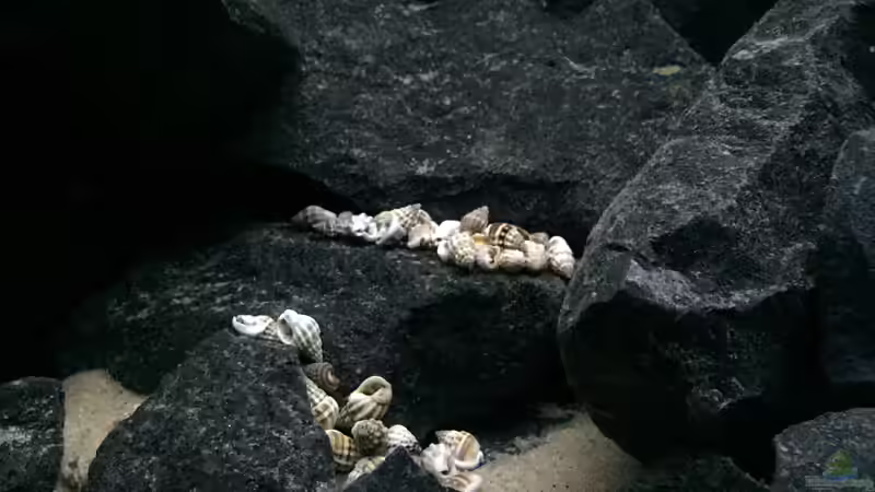 Muscheln und Schnecken von Philipp Böhme (29)