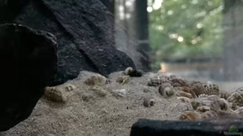 Muscheln und Schnecken von Philipp Böhme (30)