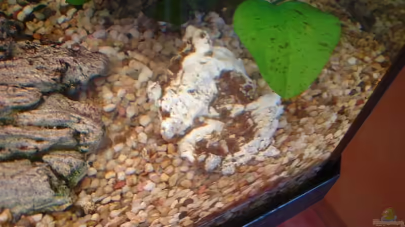 Muscheln von aquaman29 (6)