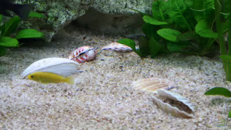 Muscheln von Demasoni Fan (11)