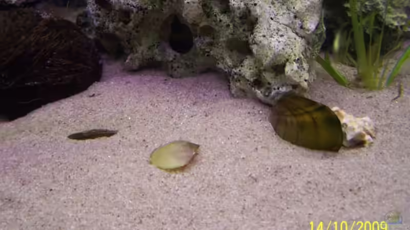 Muscheln von Dicker Udo (23)