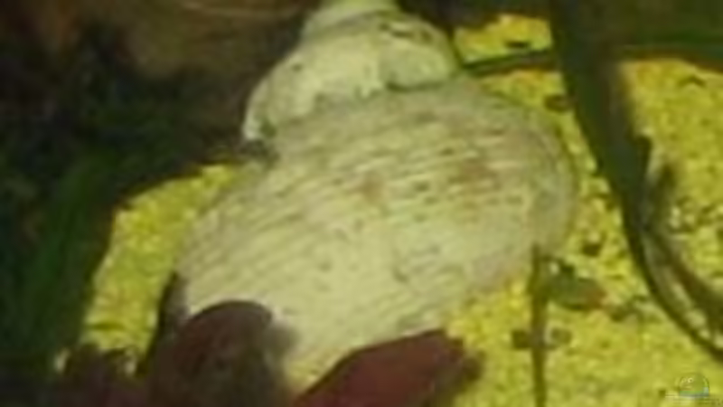 Muscheln von Gaspode (17)