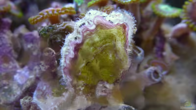 Muscheln von Summse (55)