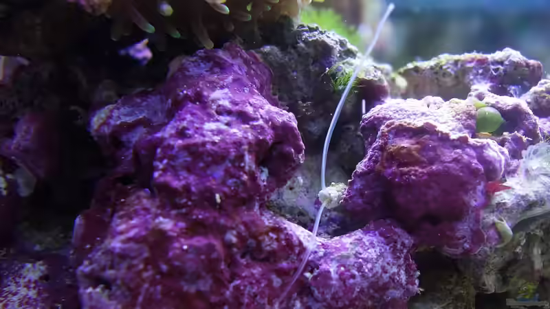 Muschelsammlerin von Traum-Hobby.de (13)