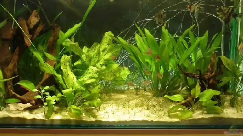 Muss alles noch wachsen... von Susanne Gillig (1)