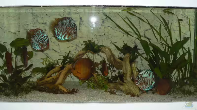 muss alles noch wachsen,aber es wird schon von Uwe W (44)