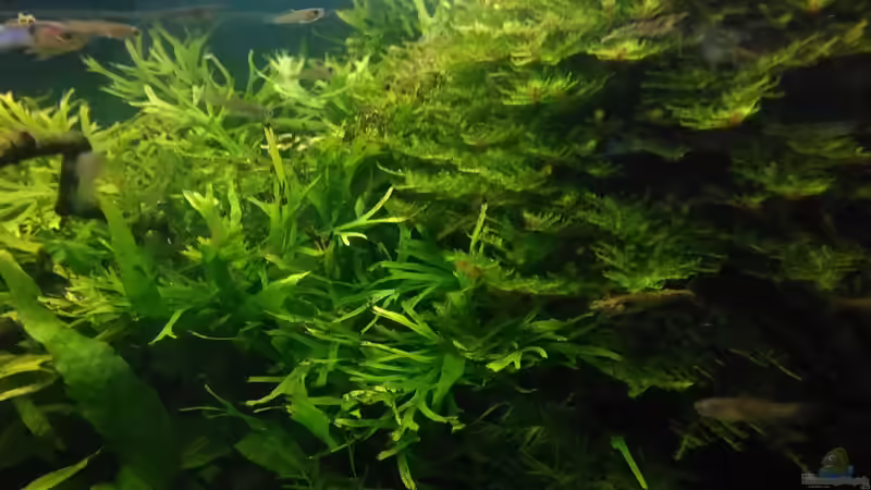 mutierte Garnelen - waren mal alles Red Fire von Grünhexe (172)