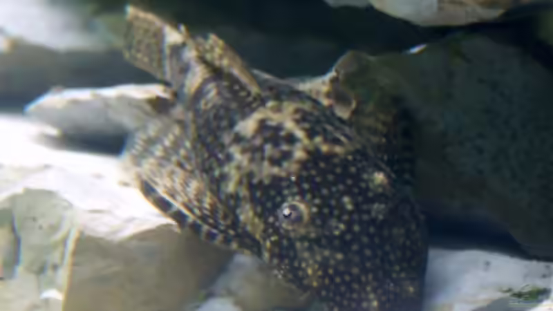 Mutter - Ancistrus dolichopterus von Aquamichel (32)