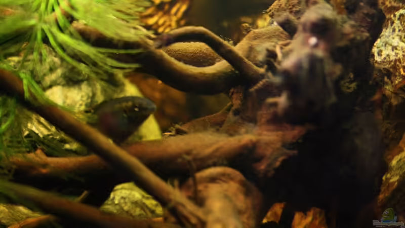 Mutter ,mit Jungtieren,schaut ganz genau hin,wer entdeckt sie ? von Florian Bandhauer (59)