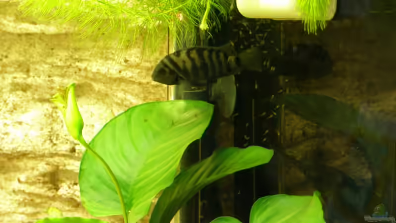 Mutter mit Babys von Thomas Bichler (6)