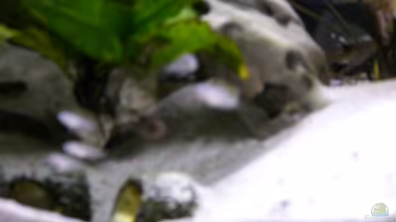 Mutter mit noch weißen Jungen von Stefan Anhalt (17)