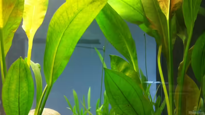 Mutterpflanze Echinodorus amazonicus  von linlan (10)