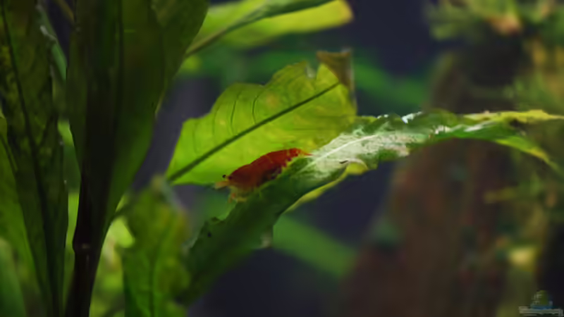 Mutti von Chili (34)