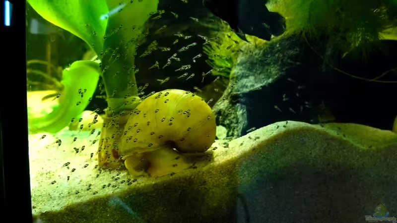 Mutti? von Romulus71 (25)